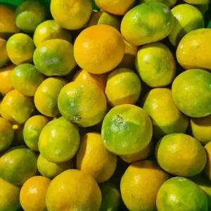 제주 햇 노지감귤 10kg 중대과(L-2L)