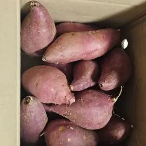 프리미엄 로얄벌꿀고구마 꿀 호박고구마 5kg 도시농장 고구마 당진