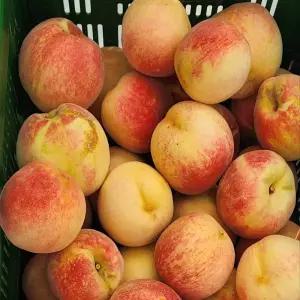 겨울 한정 고당도 프리미엄 설리 복숭아 겨울 복숭아 백도