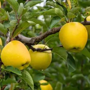 대한민국 최고 주산지 경북 청송 시나노골드 약흠과 꼬마 3kg