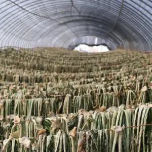 유기농 건 무청씨래기 말린 마른 자연건조 국내산 씨레기 시래기