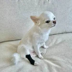 [골드스마일]소형 애견 관절 보호대 대형견 애견뒷다리보호대