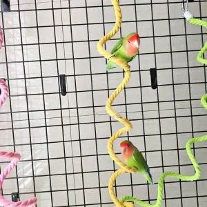 [골드스마일]앵무새 놀이터 와이어 로프 횟대 1.5m 로프횃대