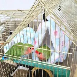 [골드스마일]하트둥지 앵무새 포치 중 앵무새둥지 은신처