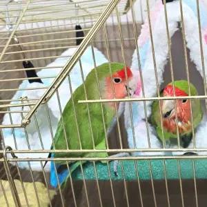 [골드스마일]하트둥지 앵무새 포치 소 앵무새포치 앵무새침대