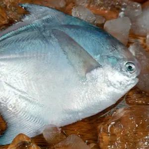 국내산 자연산 병어 700g (4~8미 내외) 급냉