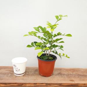 오렌지 소  남천  수국   공기정화 인테리어 꽃 선물  소나무길 1086