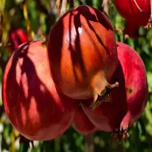 [나무의모든것]수퍼단석류/캘리포니아석류 묘목/유실수 대과종