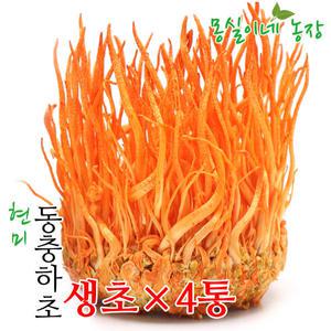 몽실이네농장 무농약 현미동충하초 생초4통