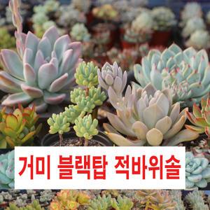 거미바위솔 피핀바위솔   브로니에 포천 범발톱 다육식물 다육이 주얼리 와송 애기송엽국 백두산