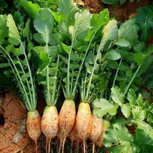 고창황토밭 김장무 천수 무 무청 포함 한박스16kg 당일 수확출고