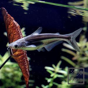 열대어 관상어 메기과 / 가이양 [2마리]