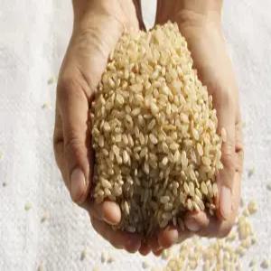 0분도현미 10kg 단일품종 신동진