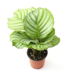 갑조네 칼라데아 오르비폴리아 소품