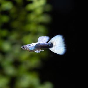 저먼 화이트 구피 한쌍 [암1.수1] 고정구피 열대어 관상어 마리아쿠아