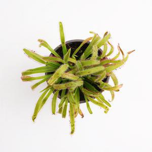 갑조네 긴잎끈끈이주걱 카펜시스