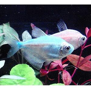 [신세계수족관] 칼라테트라 3.5cm급 4마리