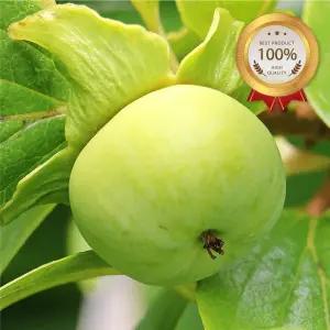 달콤 아삭한 태추 단감 5KG