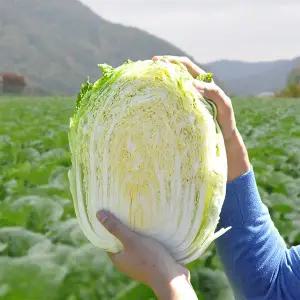 [다농이네][출고일지정] 3중세척 김장배추 강원도 고랭지 절임배추 20kg 7-11포기