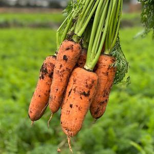 국내산 하우스 햇당근 건강한 흙당근 중 3kg