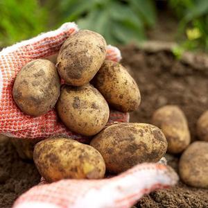 갤러리아 포슬포슬 햇 감자 10kg 대