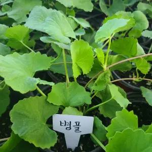 [모종모종]병풀 모종(호랑이풀)