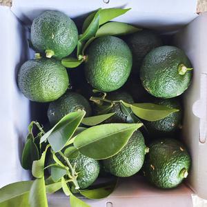 청유자 고흥 햇 생유자 유자생과 2kg