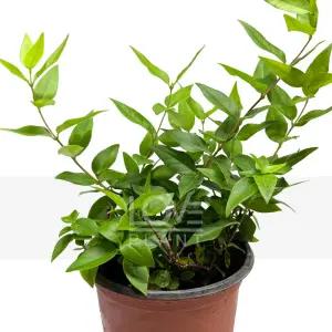 캐롤라이나자스민 소품 개나리 자스민 노랑 꽃 향기 야생화 공기정화 식물