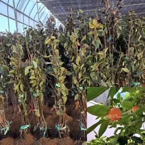 단감나무 묘목 (차량단감) 접목1년생 특묘 감묘목 과수 유실수