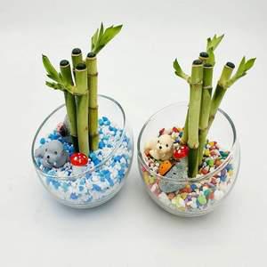 [라온]테라리움수경재배식물(개운죽)1인