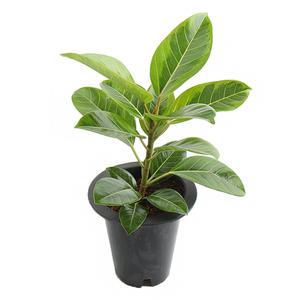 갑조네 뱅갈고무나무(대품) 개별배 송