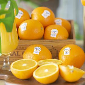 신선한 네이블 오렌지 30입 56입(특대과300g내외 56과사이즈)