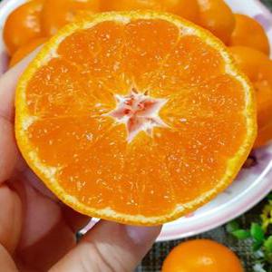 제주 감귤 10kg 노지감귤 s~m(로얄과)