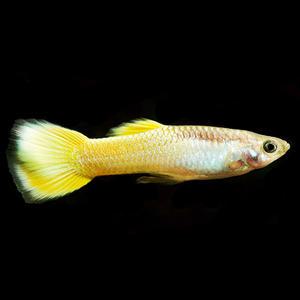 [서진열대어] 일반구피-G-16 골든플래티늄 구피(2마리,6마리 선택)