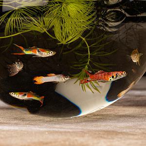 [서진열대어] 미니구피-G-m01 미니엔들러 랜덤 구피(2마리,6마리 선택)