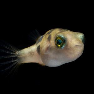 [서진열대어도매직판장]-담수복어 GO-07 인디언복어 2마리