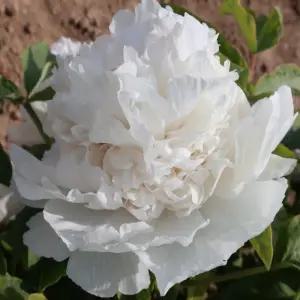 설탑 목단 3지 겹목단 겹꽃 모란 나무 개화주 꽃나무 묘목 노지월동 (목하원예조경)