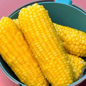 냉동 자숙 찰옥수수 황찰(노랑이) 13~16cm 20개