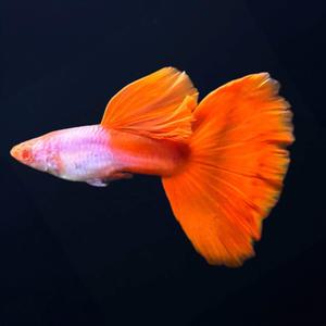 [한국구피] 알비노실버라도레드테일메가도살구피 1쌍