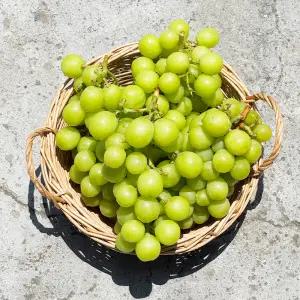 고당도 실속형 샤인머스켓 1kg~2kg 3/6수