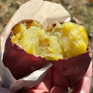 해남 햇고구마 25년 밤고구마 3kg 5kg 호박 베니하루카