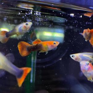 나나아쿠아 열대어 레드 턱시도 구피 한쌍