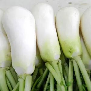 [NS홈쇼핑]청정지역 3번 세척 깨끗한 알타리절임 18kg[33619288]