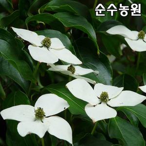 산딸나무 묘목 실생2년 뿌리묘 3개/활엽수/정원수/공원수/가로수