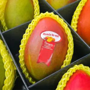 최상급 직수입 애플망고 총 4kg (8-10과)