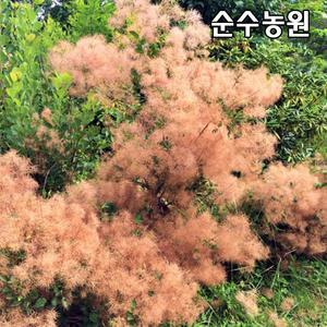 안개나무 묘목, 영레이디 플러그묘 1개/조경수