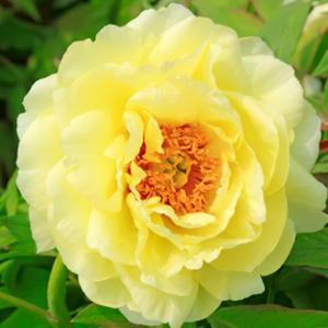 꽃나무 묘목 -모란 목단(황관)3년생 (3지이상) - TK389