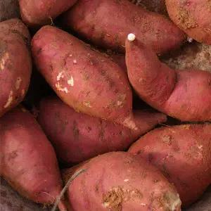 해남 호박 고구마 밤고구마 베니하루카 꿀고구마 5kg (비세척/한입 사이즈/개당 30-60g 내외)