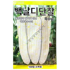 백달디단찰옥수수 100립 옥수수씨앗
