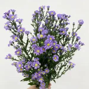 오후의 꽃 공작초 보라색꽃 꽃배달 싼곳 생화 택배 양재꽃시장